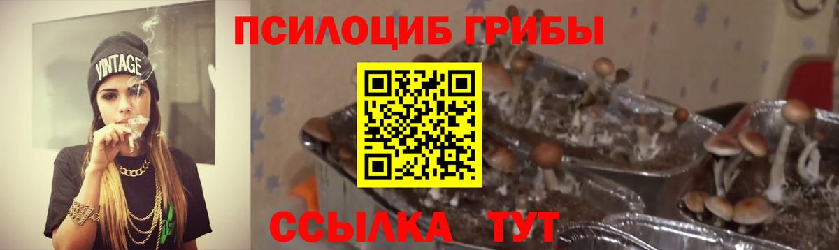 Галлюциногенные грибы Psilocybine cubensis  Вход с VPN  Мценск 